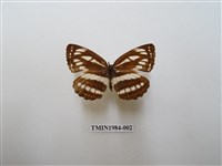 藏品(小環蛺蝶)的圖片